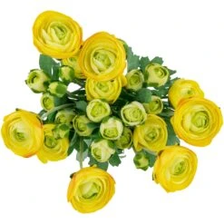Northlight Real Touch™ Yellow Ranunculus Artificial Floral Sprays, Set Of 6 - 21" -Northlight 1153465325258163424