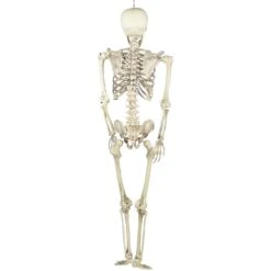 Northlight Life Size Skeleton Halloween Hanging Decoration - 5' Ivory -Northlight 16943036349408