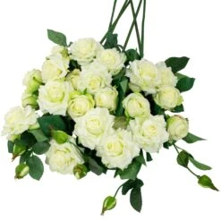 Northlight Real Touch™ White Artificial Rose Floral Sprays, Set Of 6 -35" 16 Northlight Real Touch™ White Artificial Rose Floral Sprays, Set Of 6 -35" -Northlight 197699303261408