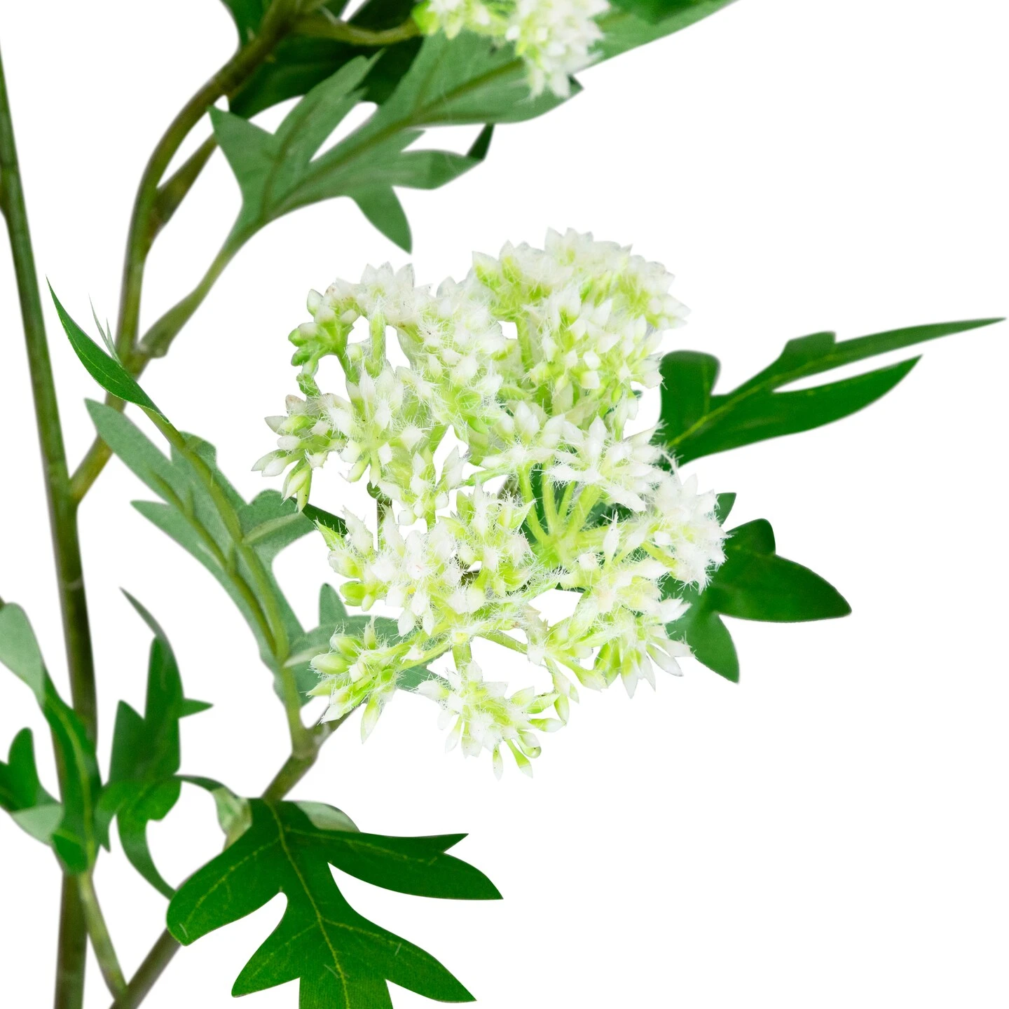 Northlight Finch Laceflower Artificial Floral Sprays- 27" - White And Green - Set Of 6 8 Northlight Finch Laceflower Artificial Floral Sprays- 27" - White And Green - Set Of 6 - Image 6