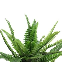 Northlight 18.5" Potted Artificial Green Boston Fern Plant -Northlight 28529 32035999 2