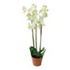 Northlight White Three Stemmed Potted Flowering Orchid Plant 1 Northlight White Three Stemmed Potted Flowering Orchid Plant -Northlight 28529 32606687