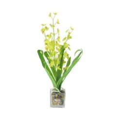 Northlight Chartreuse Green Potted Blooming Orchid Plant