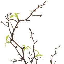 Northlight Curly Willow Artificial Sprays - 34" - Green - Set Of 4 15 Northlight Curly Willow Artificial Sprays - 34" - Green - Set Of 4 -Northlight 4611716560545546800