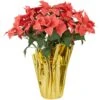 Northlight Artificial Christmas Poinsettia With Wrapped Base - 28" - Pink 1 Northlight Artificial Christmas Poinsettia With Wrapped Base - 28" - Pink -Northlight 4611847108428225888