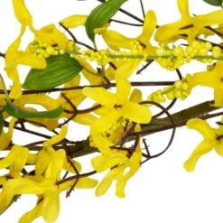 Northlight Forsythia And Berry Floral Spring Garland - 5' - Yellow -Northlight 4612192041674404880