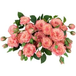 Northlight Real Touch™ Pink Artificial Camellia Rose Floral Sprays, Set Of 6 - 23" 16 Northlight Real Touch™ Pink Artificial Camellia Rose Floral Sprays, Set Of 6 - 23" -Northlight 5765131798765782240