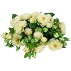 Northlight Real Touch™ White Artificial Camellia Rose Floral Sprays, Set Of 6 - 23" -Northlight 8070648231416972512