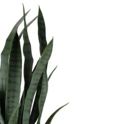 Northlight 2.4ft. Two-Tone Green & Black Potted Snake Plant -Northlight D236740S 3