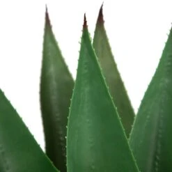 Northlight 2ft. Potted Green Agave Americana Artificial Succulent Plant -Northlight D236742S 6