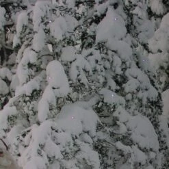 Northlight Fiber Optic Lighted Santa In His Sleigh Canvas Wall Art -Northlight D361840S 3