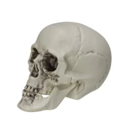 Northlight 3.5'' Skull Head Halloween Decorations, 6ct. -Northlight D668689S 3