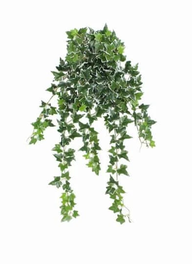 Northlight 24" Decorative Green & White Ivy Spring Floral Hanging Bush 4 Northlight 24" Decorative Green & White Ivy Spring Floral Hanging Bush - Image 2