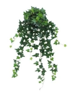 Northlight 24" Green Ivy Spring Floral Hanging Bush