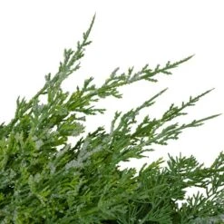 Northlight 26" Frosted Cedar & Pinecone Christmas Wreath 12 Northlight 26" Frosted Cedar & Pinecone Christmas Wreath -Northlight D756028S 4