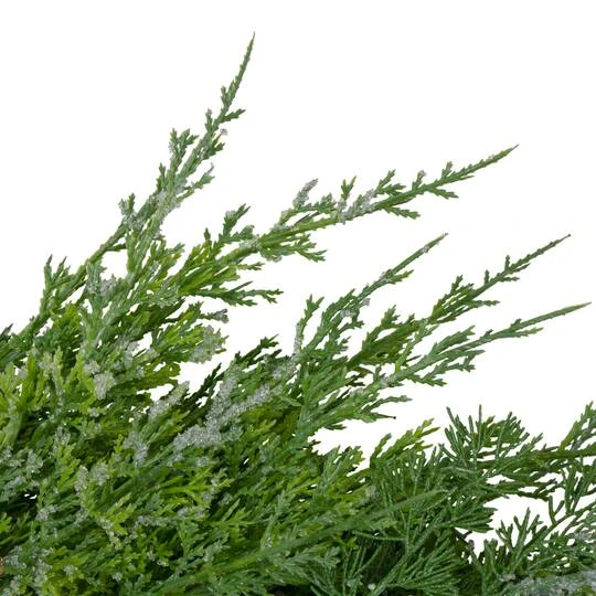 Northlight 26" Frosted Cedar & Pinecone Christmas Wreath 7 Northlight 26" Frosted Cedar & Pinecone Christmas Wreath - Image 5