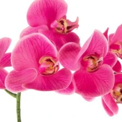 Northlight 24" Real Touch™ Pink Orchid In A Striped Ceramic Pot -Northlight D761777S 4