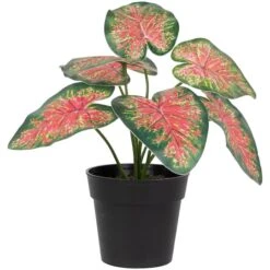 Northlight 8" Potted Rohdea Plant