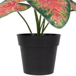 Northlight 8" Potted Rohdea Plant -Northlight D761778S 4