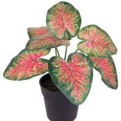 Northlight 8" Potted Rohdea Plant -Northlight D761778S 5